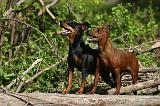 PINSCHER NAIN 115